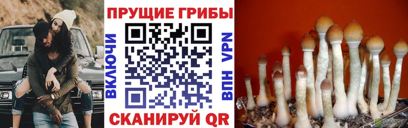 Псилоцибиновые грибы Cubensis  Покровск 